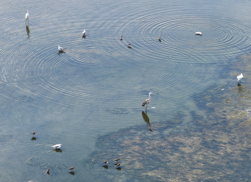 8月25日,群鸟栖息在东台条子泥湿地“720”高潮位栖息地(无人机照片)。