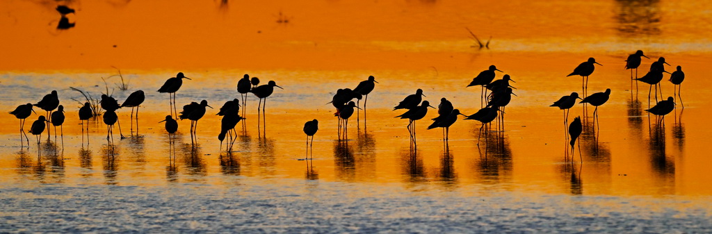 群鸟在东台条子泥湿地“720”高潮位栖息地栖息（2023年8月31日摄）。