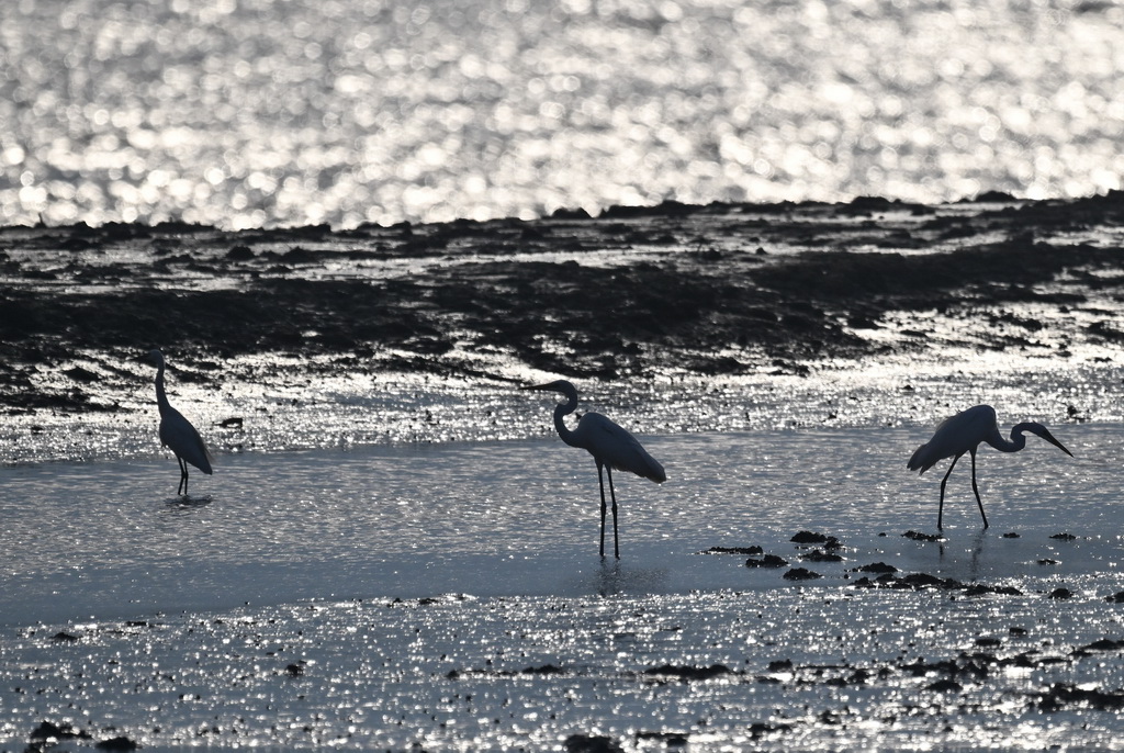 8月25日在川水湾拍摄的水鸟。