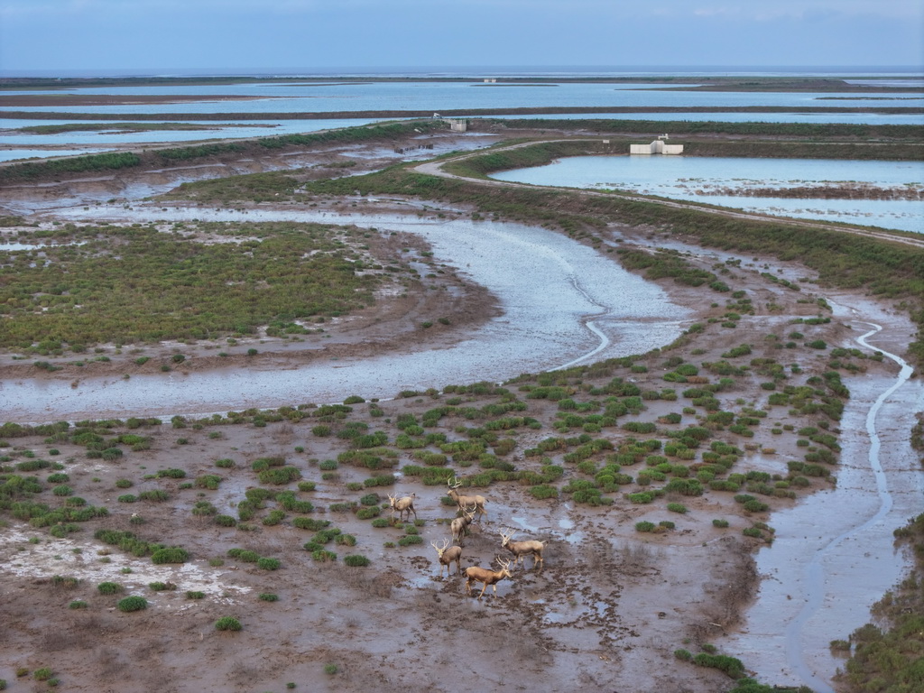 8月25日，野生麋鹿栖息在川水湾（无人机照片）。