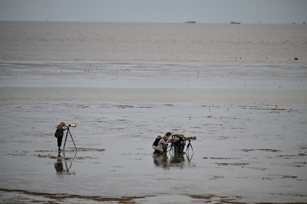 8月25日,摄影爱好者、鸟类保护者在东台条子泥湿地拍摄观测鸟类。