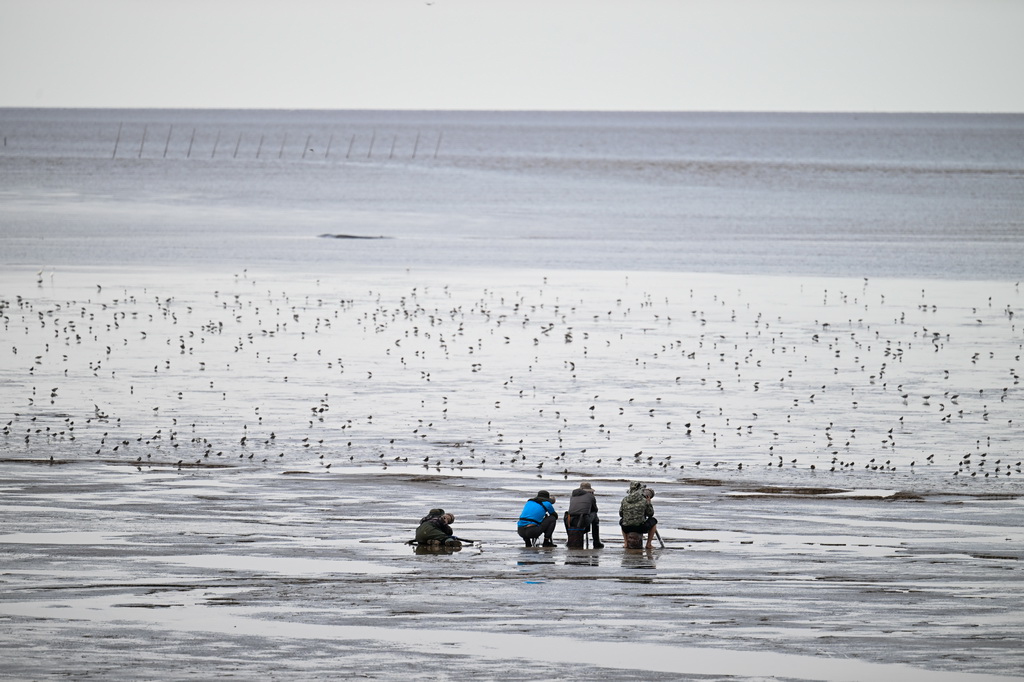 8月25日,摄影爱好者在东台条子泥湿地拍鸟。