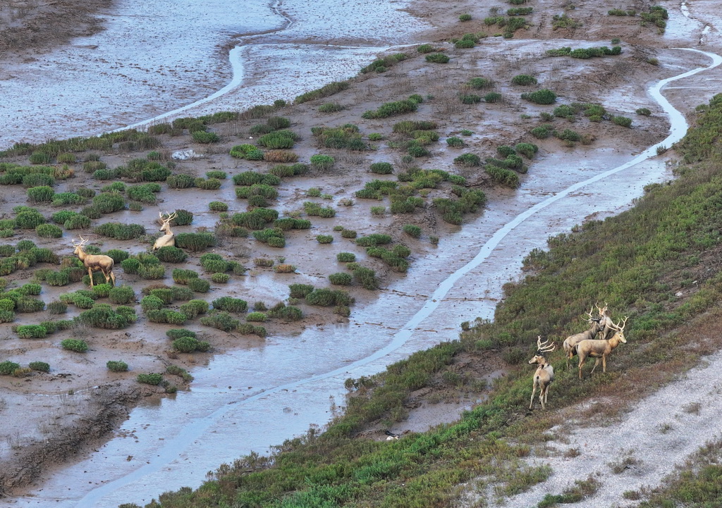 8月25日，野生麋鹿栖息在川水湾（无人机照片）。