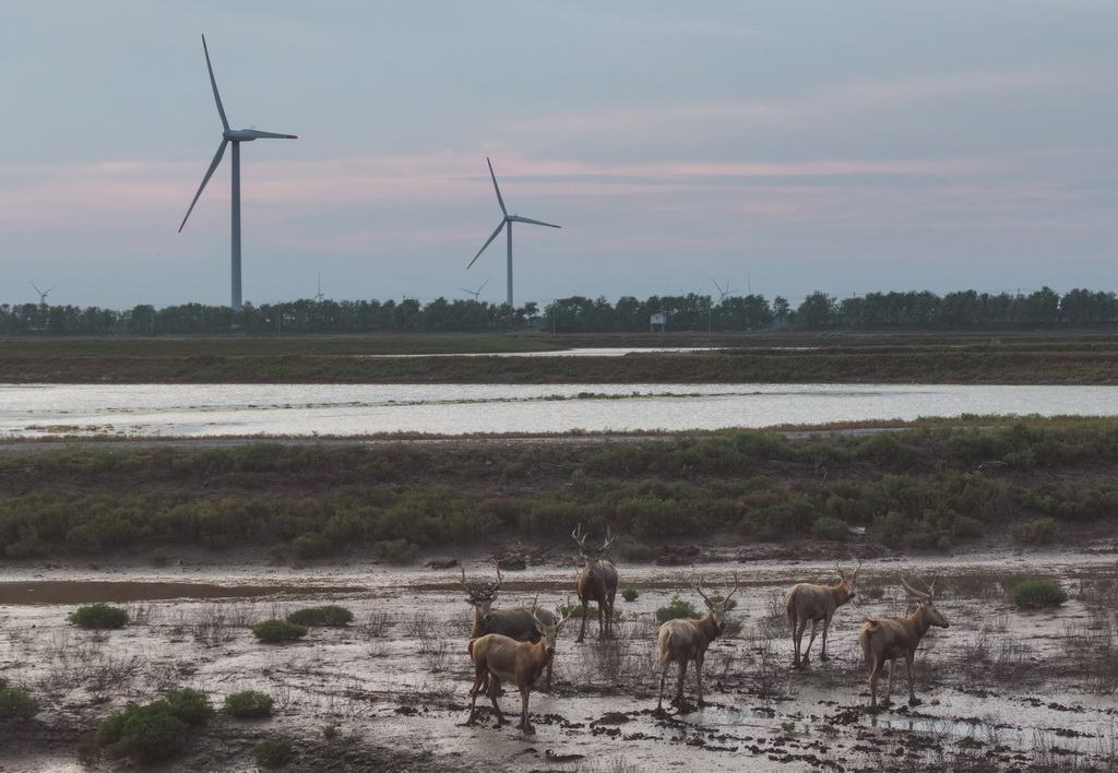 8月25日，野生麋鹿栖息在川水湾（无人机照片）。