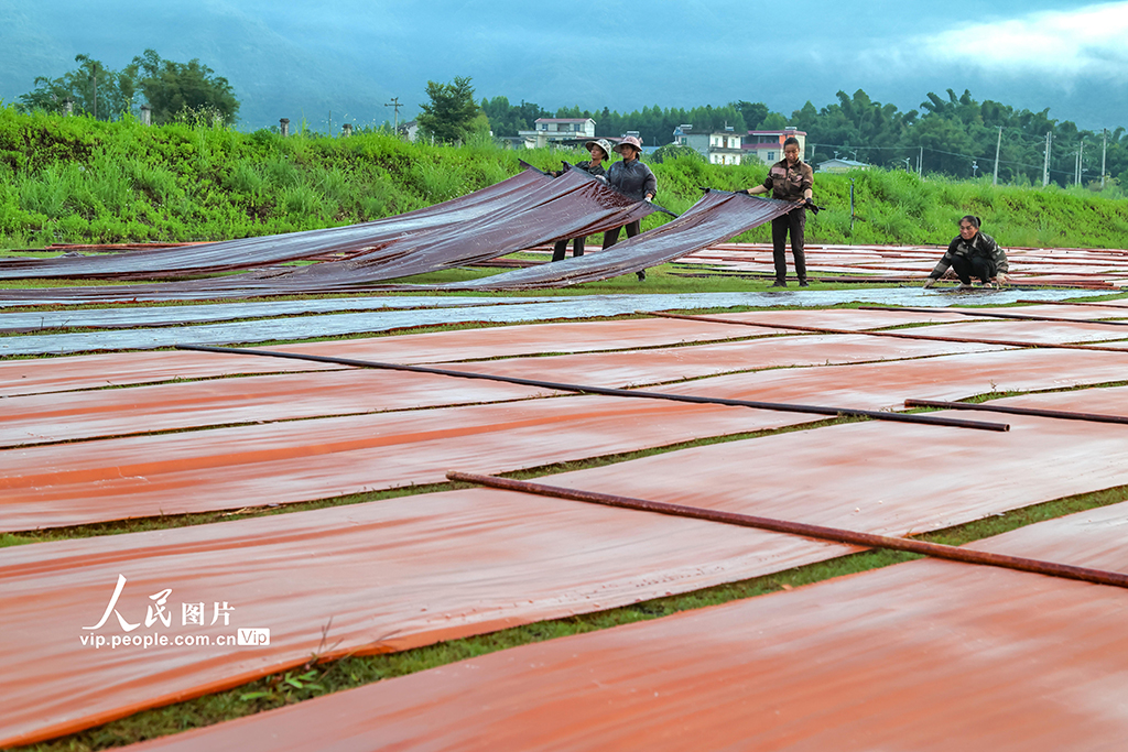 广西蒙山：晾晒香云纱【3】