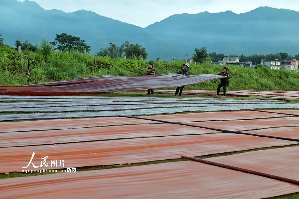 广西蒙山:晾晒香云纱【4】
