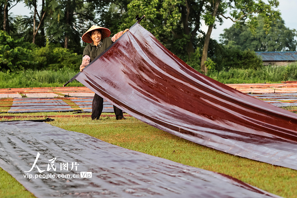 广西蒙山：晾晒香云纱【2】