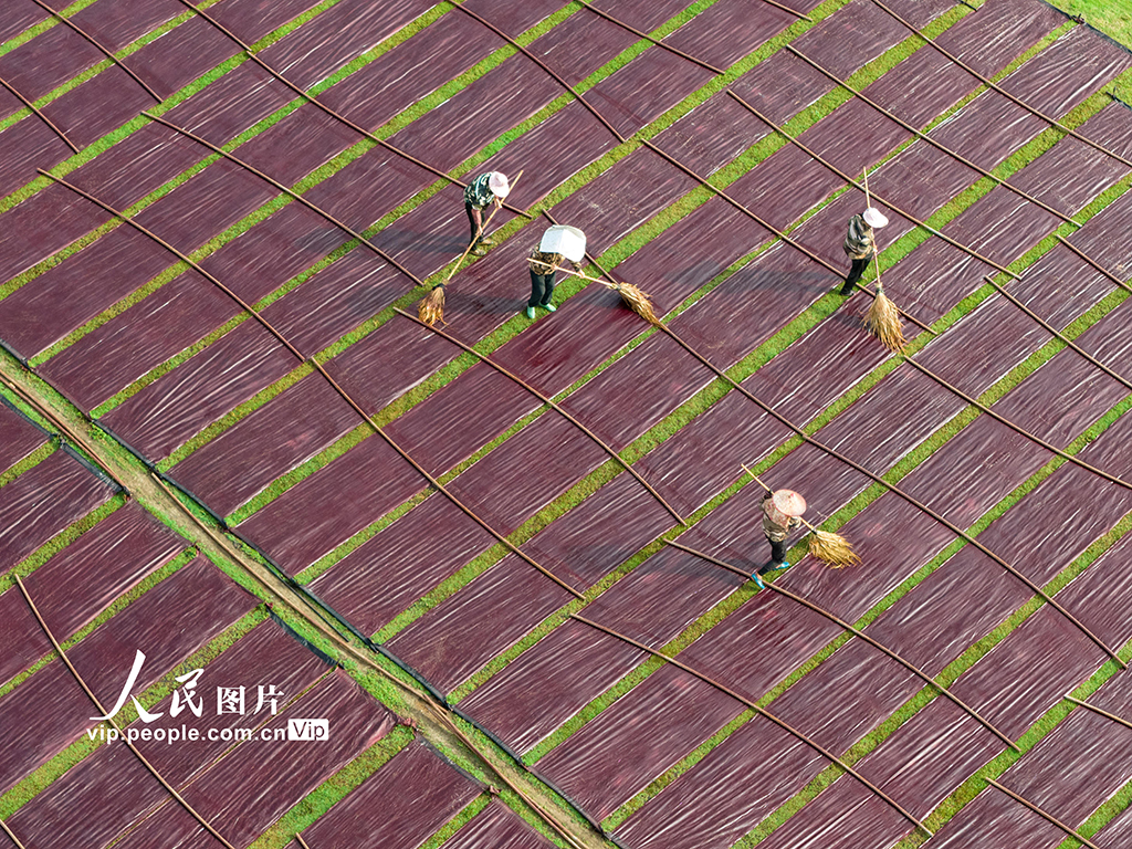 广西蒙山:晾晒香云纱【5】