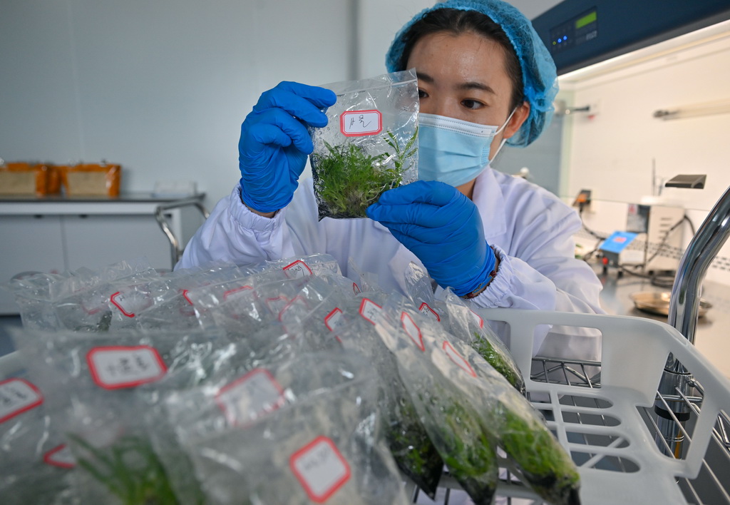 8月27日,三亚崖州湾科技城月亮岛综合实验室的工作人员在进行植物组织培养。海口海关实验室总面积5.6万平方米,主要分布在海口、三亚,共有8栋实验室大楼。三亚崖州湾科技城月亮岛综合实验室是其中之一。