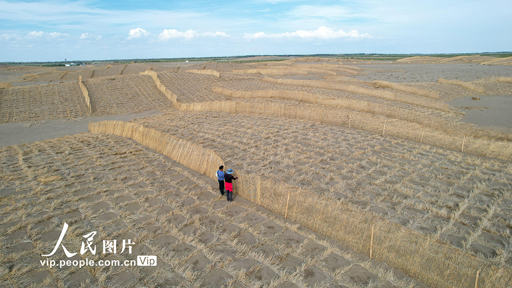 甘肃金塔：给风沙“设路障” 让沙漠“穿绿衣”【9】