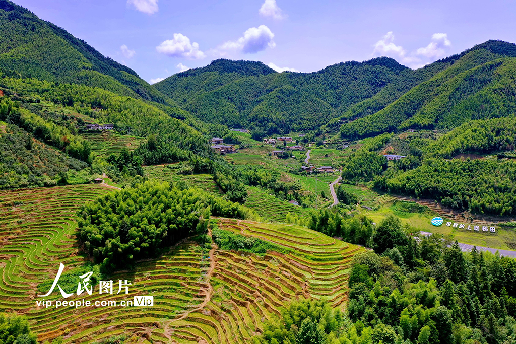 江西崇义：初秋梯田景如画【3】