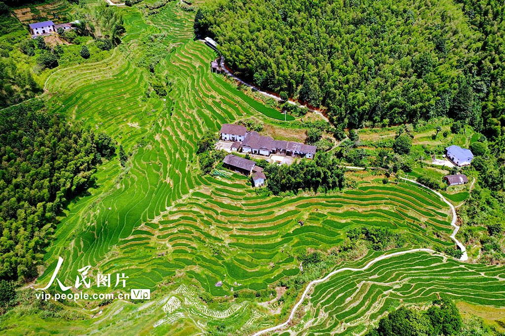 江西崇义：初秋梯田景如画【4】