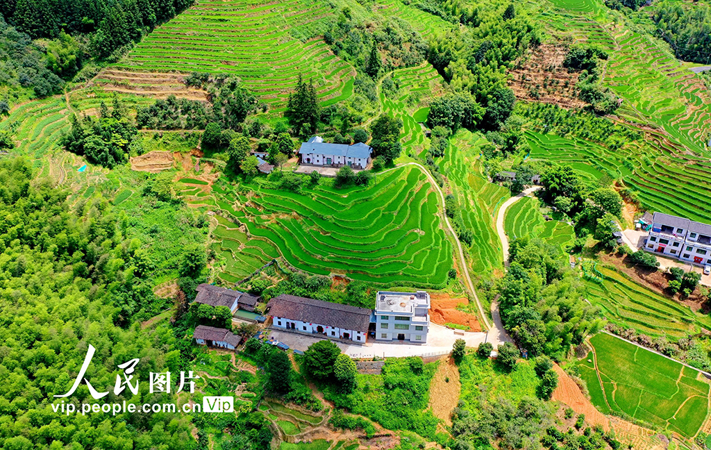 江西崇义：初秋梯田景如画【5】