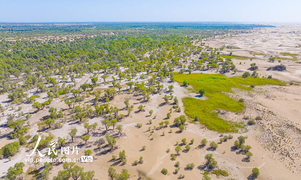 新疆尉犁：水丰林茂 生态环境持续向好【4】