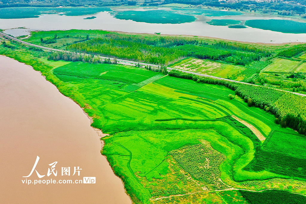 山西平陆:黄河岸畔景美如画【4】
