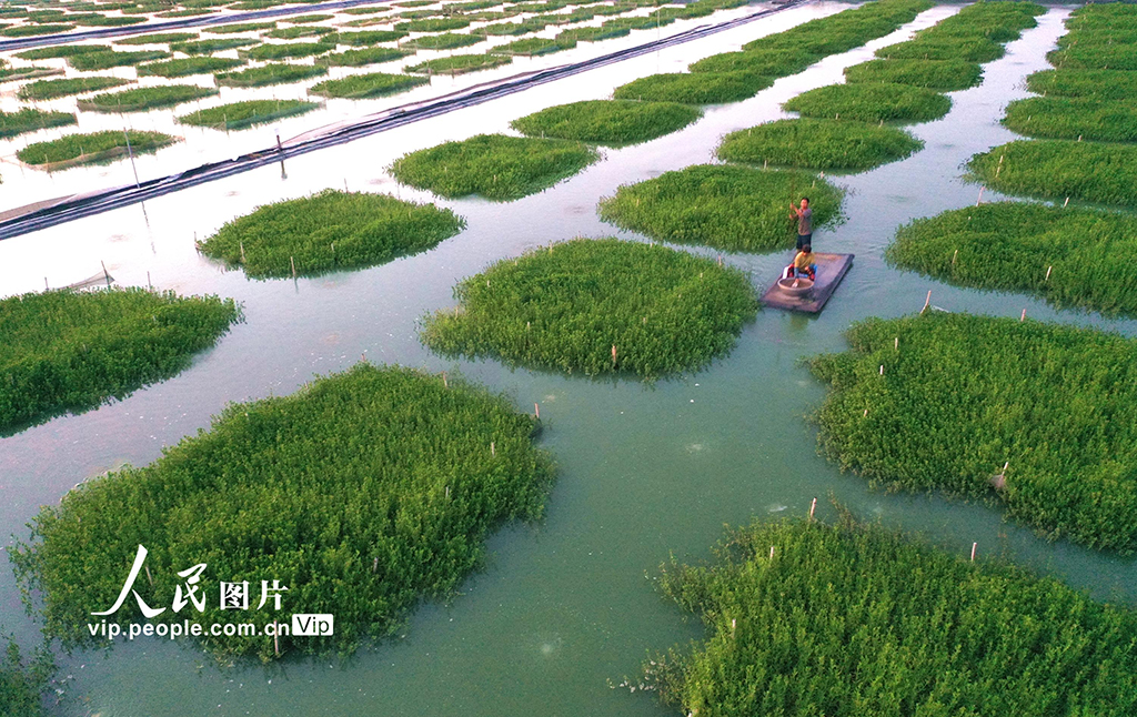 江苏淮安:“绿色家园”优质育蟹【2】