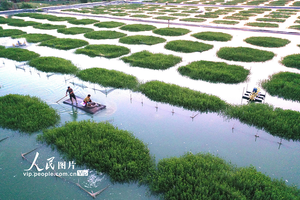 江苏淮安：“绿色家园”优质育蟹【3】