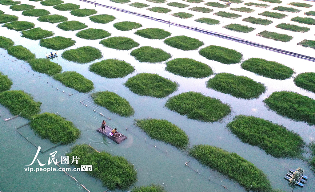 江苏淮安:“绿色家园”优质育蟹【4】