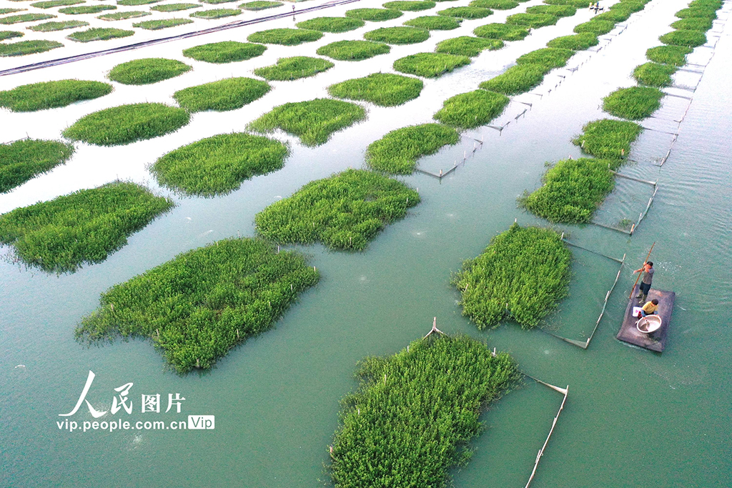 江苏淮安：“绿色家园”优质育蟹【5】