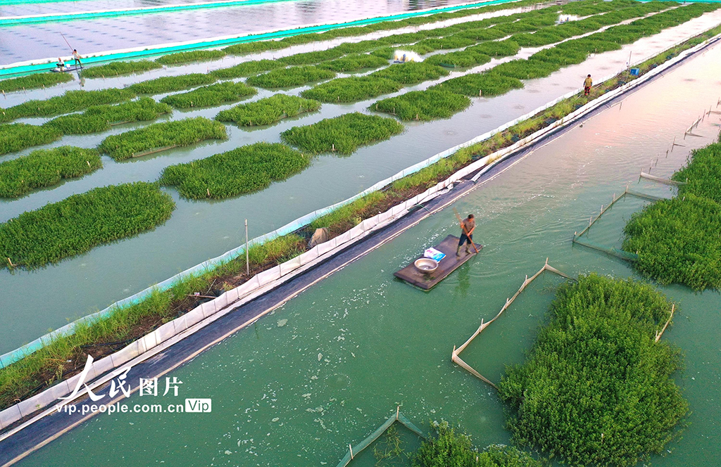 江苏淮安:“绿色家园”优质育蟹【6】