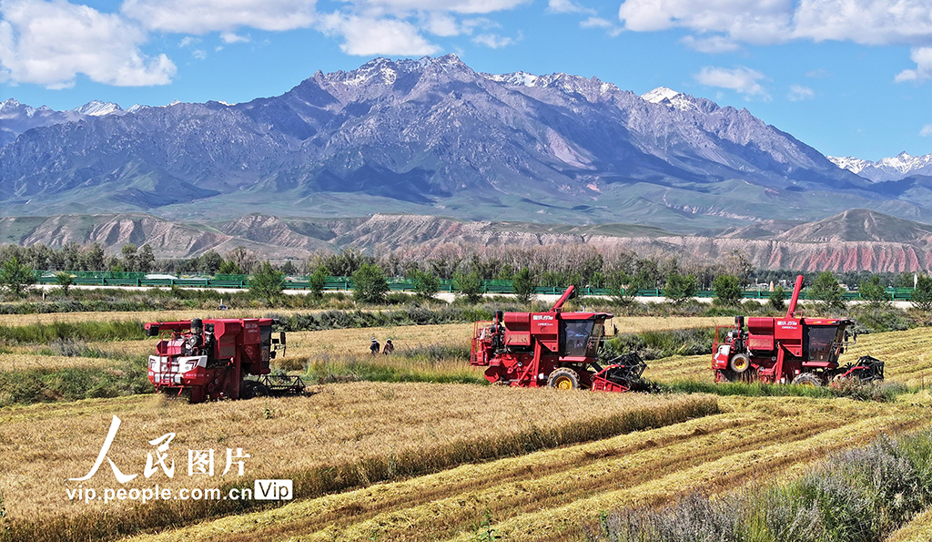 甘肃民乐：收割小麦【5】