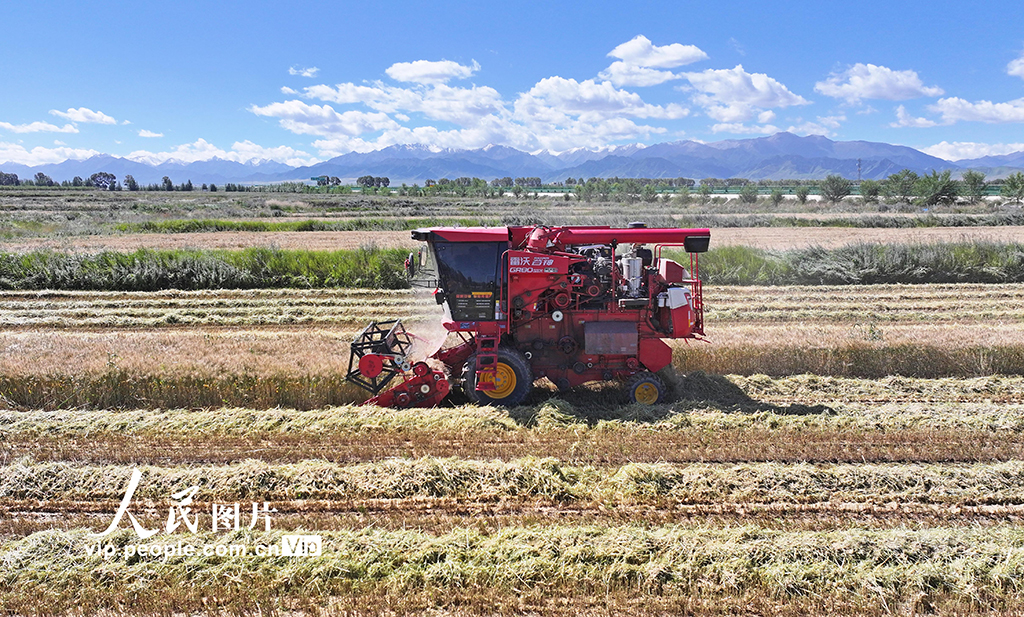 甘肃民乐：收割小麦【7】