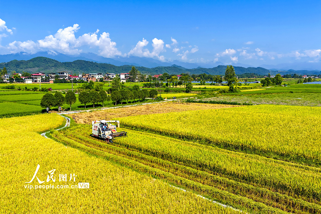 湖南东安：中稻熟【3】