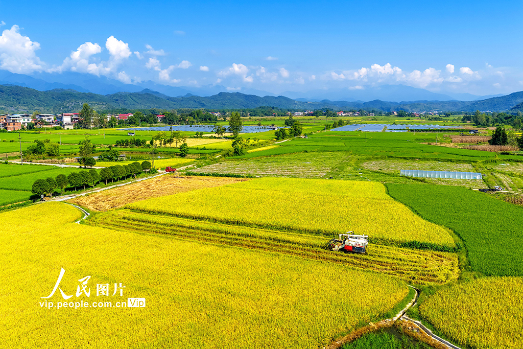 湖南东安：中稻熟【4】