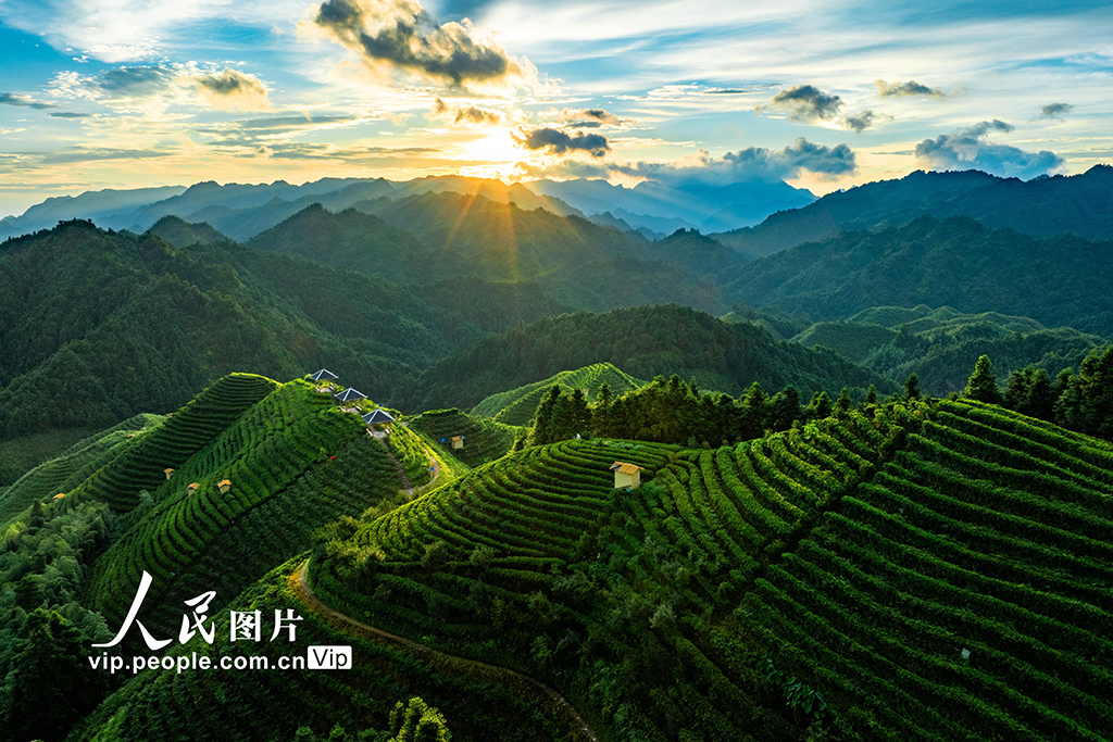 广西金秀：高山茶园晨景美【3】