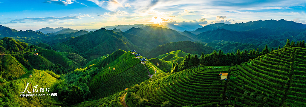 广西金秀：高山茶园晨景美【4】