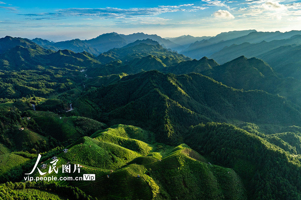 广西金秀：高山茶园晨景美【5】