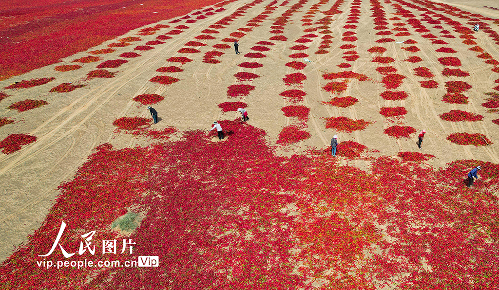 甘肃高台:晒辣椒【4】