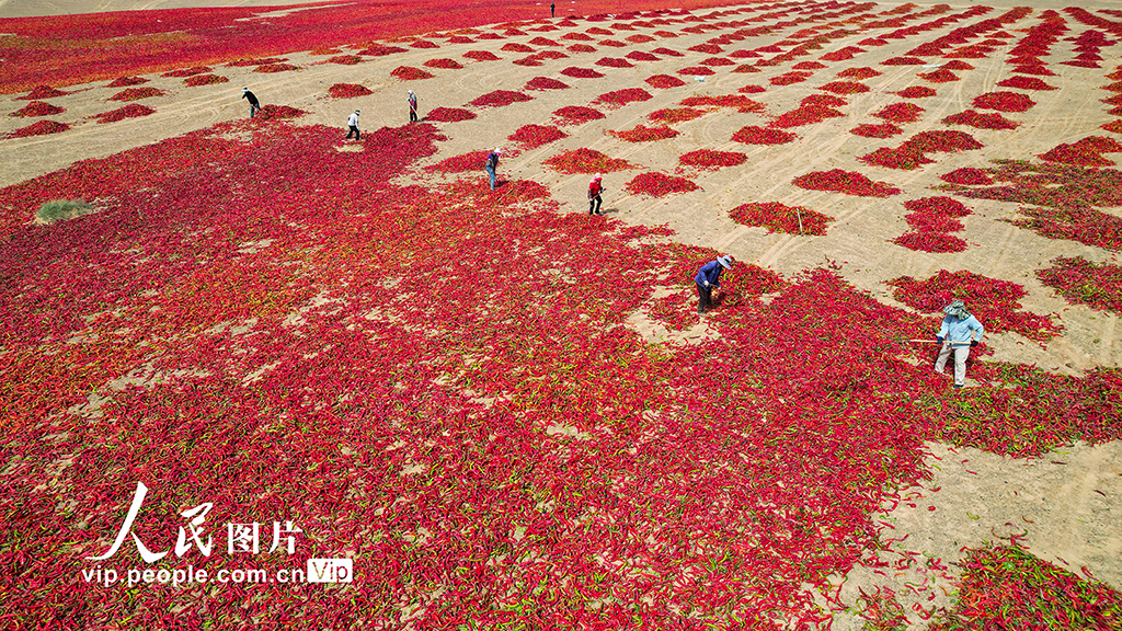 甘肃高台:晒辣椒【3】