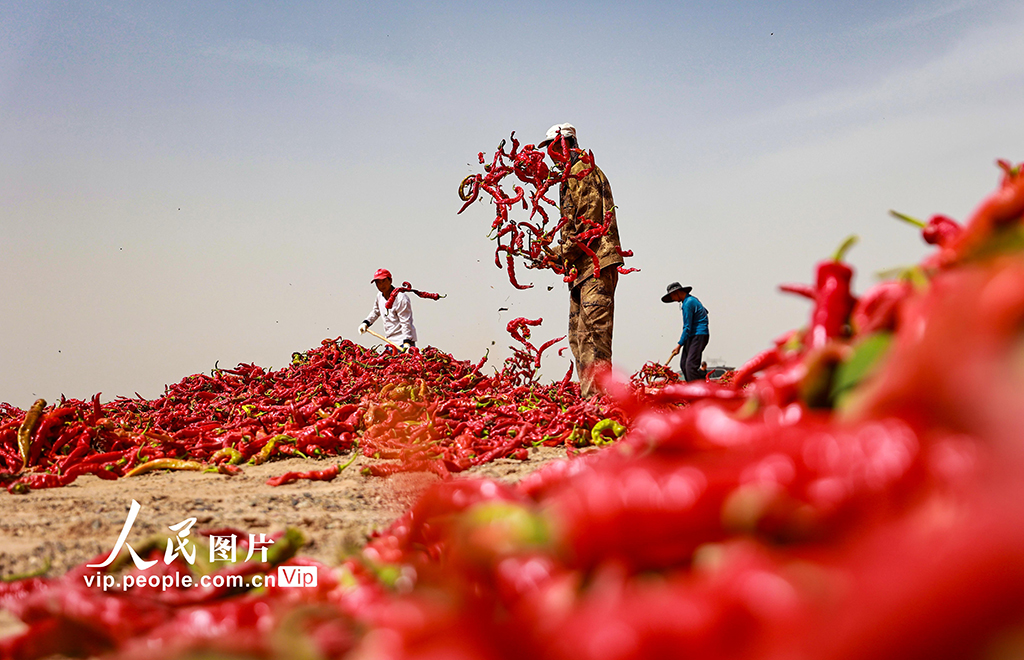 甘肃高台:晒辣椒【2】