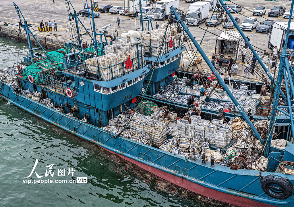 山东荣成：满载渔获归来【2】