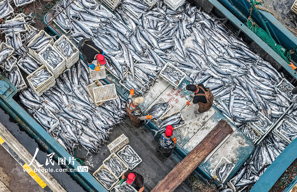 山东荣成：满载渔获归来【6】