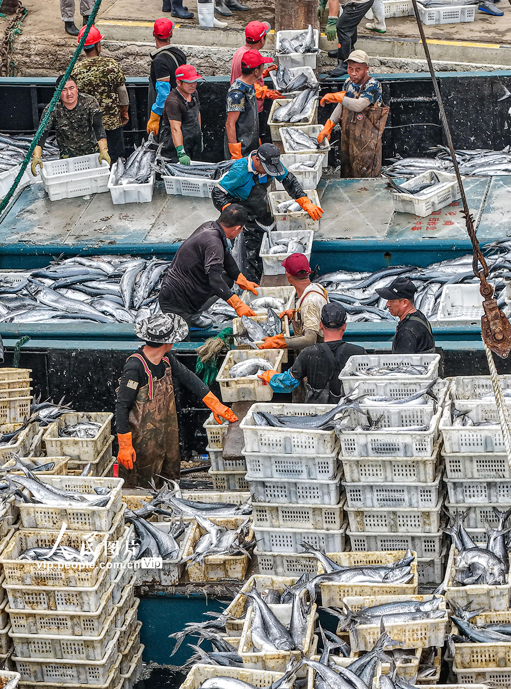 山东荣成：满载渔获归来【7】