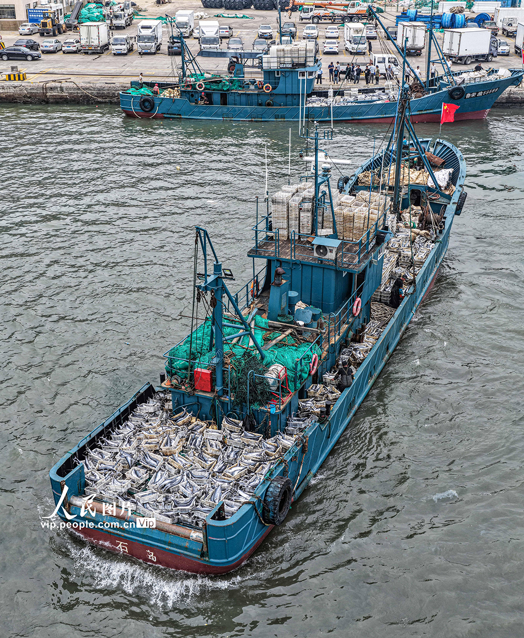 山东荣成：满载渔获归来【4】