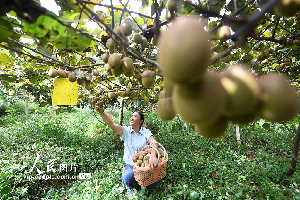 贵州榕江：猕猴桃丰收【3】