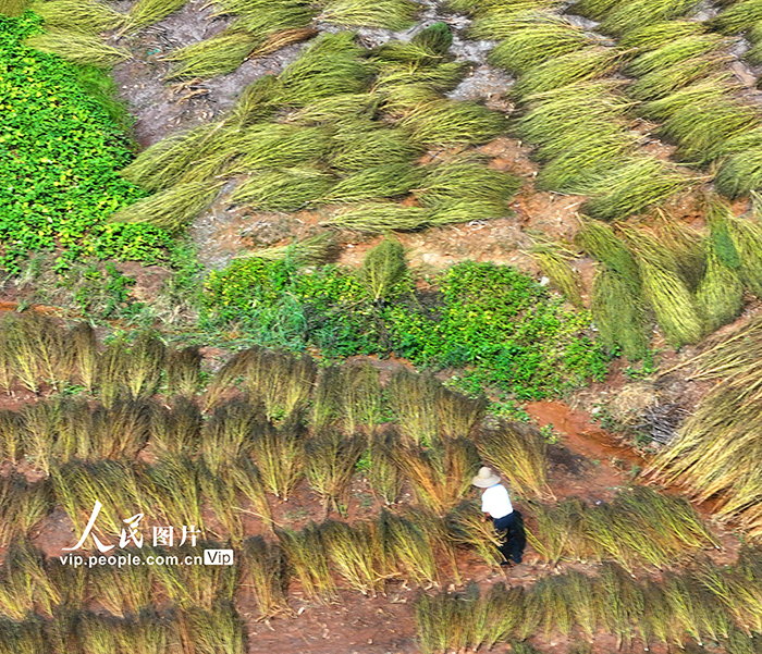 晾晒扫把草【3】