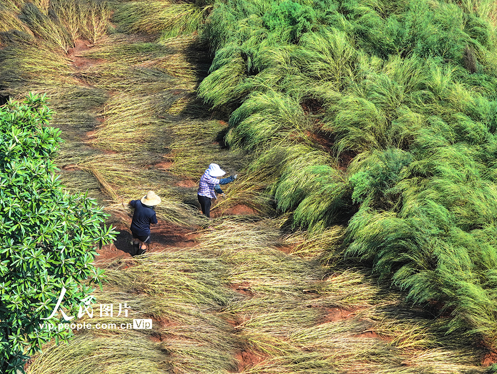 晾晒扫把草【4】