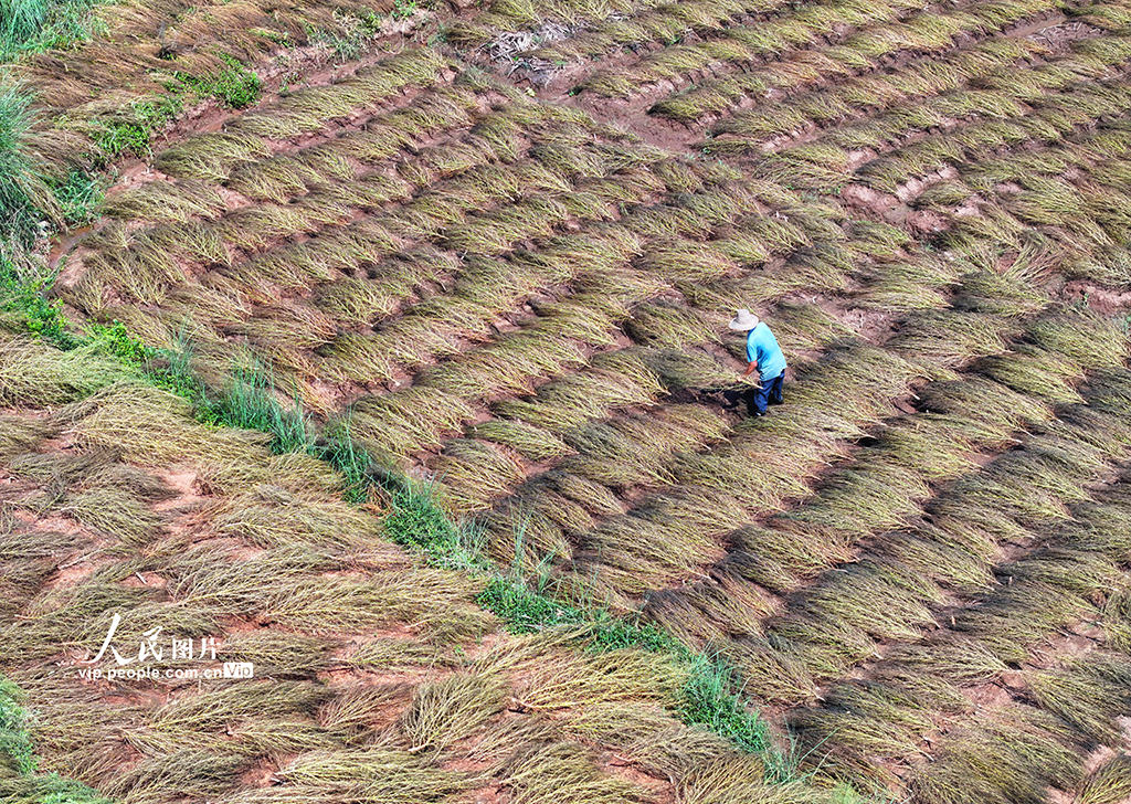 晾晒扫把草【5】