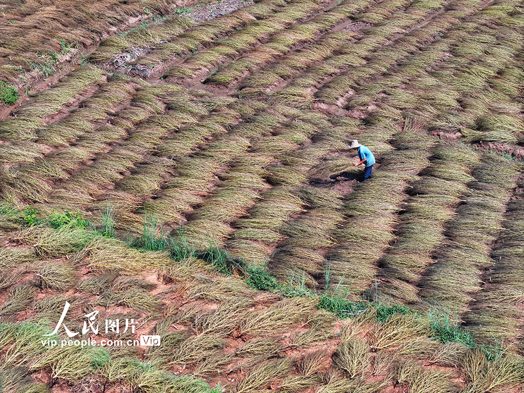 晾晒扫把草【6】
