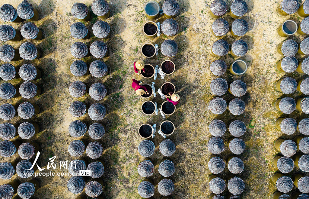 湖北英山：小酱菜 大产业【2】