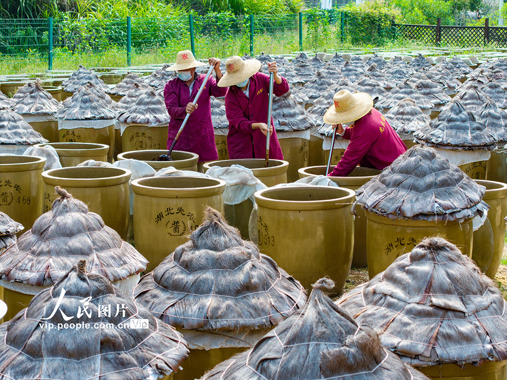 湖北英山：小酱菜 大产业【3】