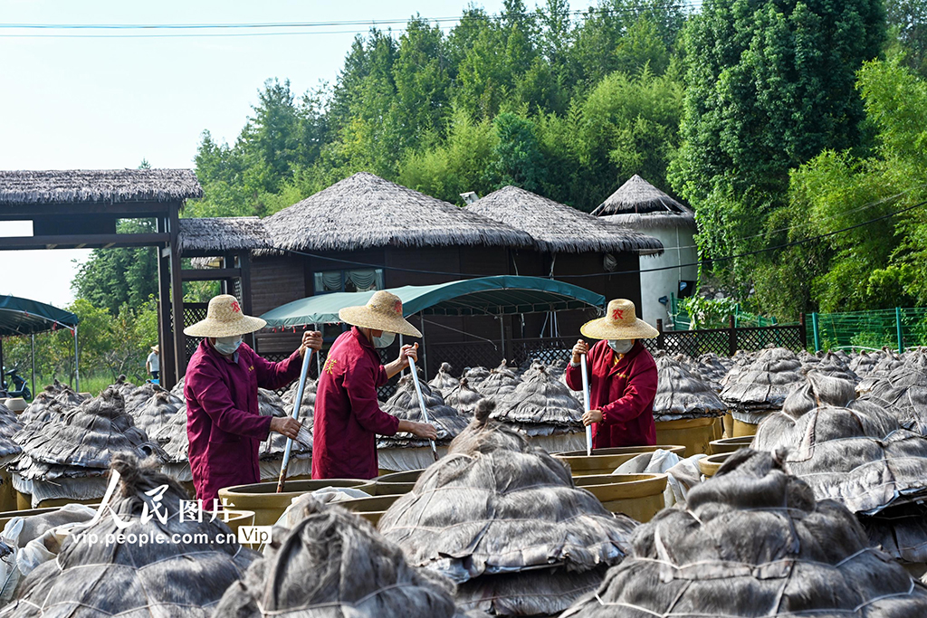 湖北英山：小酱菜 大产业【5】