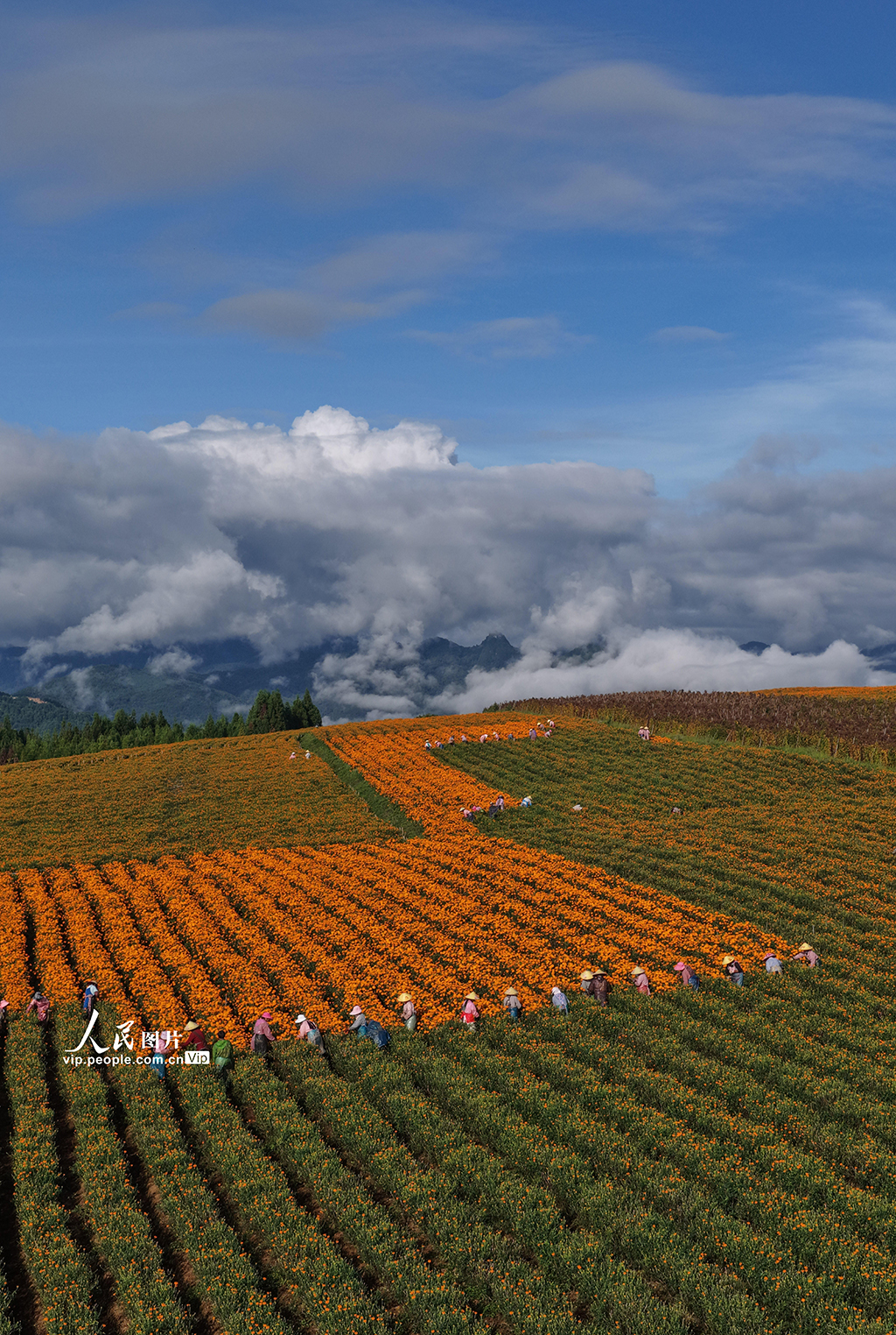 云南腾冲：采收万寿菊【3】