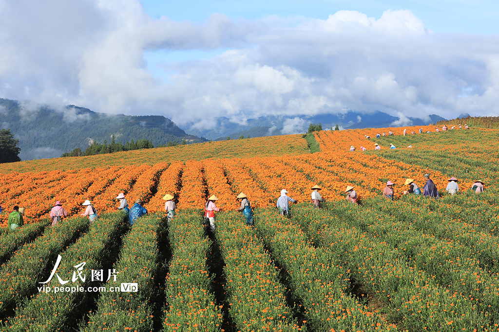 云南腾冲：采收万寿菊【2】