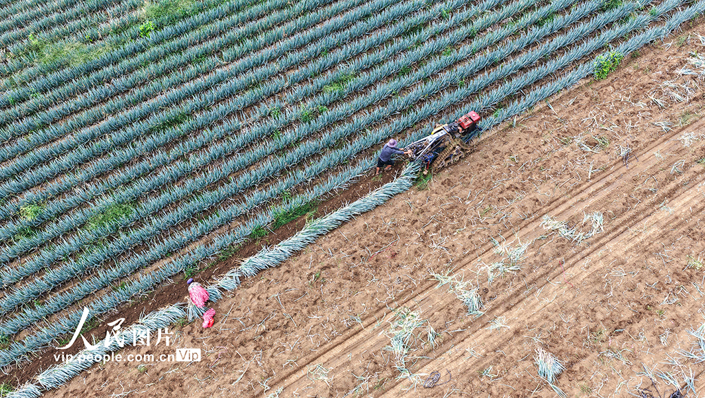 山东广饶：收获大葱【3】