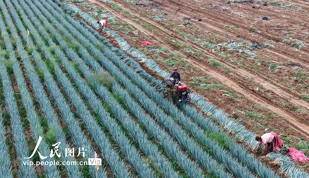 山东广饶：收获大葱【2】